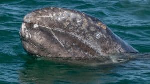 Baleine grise voyage Dolphinesse Mexique