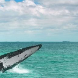 baleines Açores