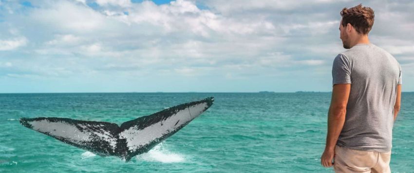 baleines Açores