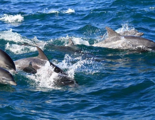 Bretagne dauphins