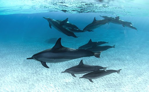 Photo dauphins voyage mer rouge