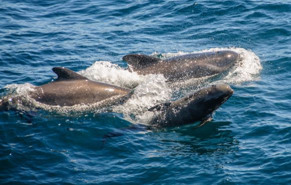 Escapade dauphins en France en famille