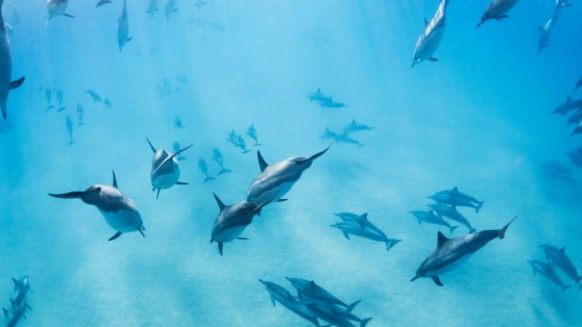 voyage dauphins mer Rouge