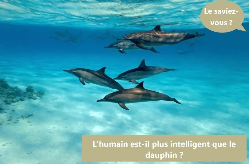 dolphinesse nager dauphin quizz