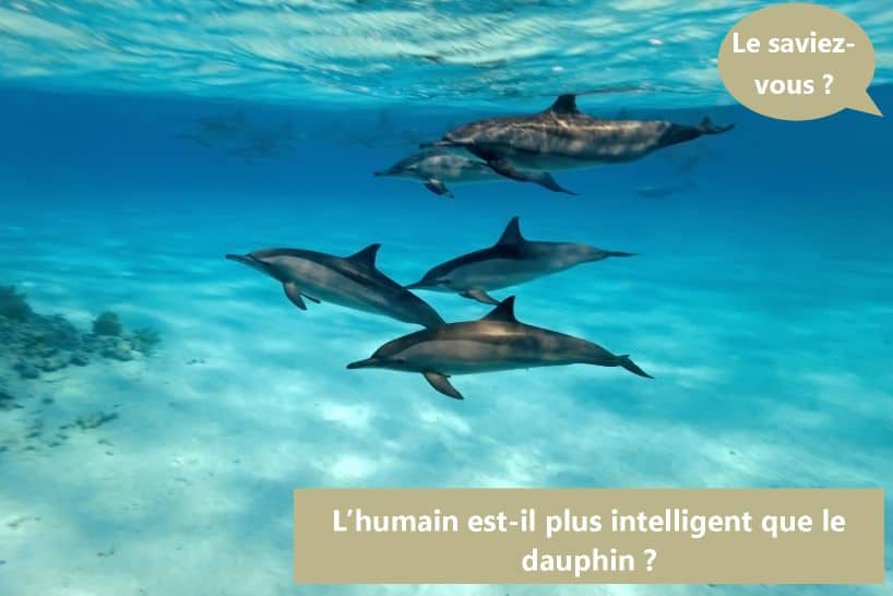 dolphinesse nager dauphin quizz