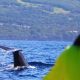 Observation cachalots aux Açores - Excursion écoresponsable