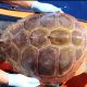 Observation et étude des tortues marines lors des sorties en mer aux Açores