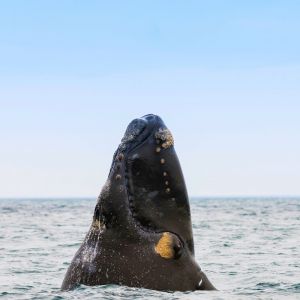 baleine noire