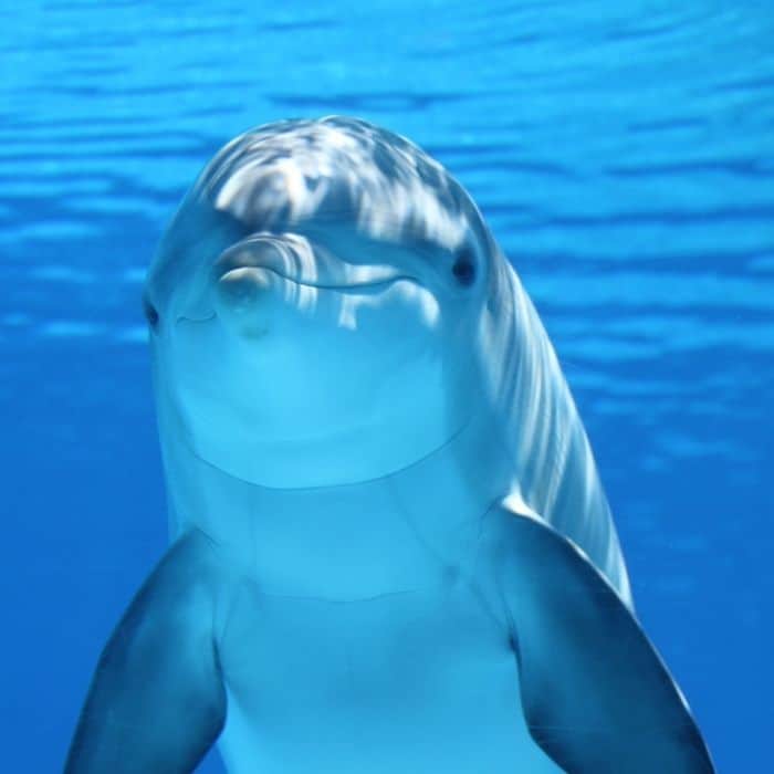 Le grand dauphin : taille, longévité, répartition, statut de conservation