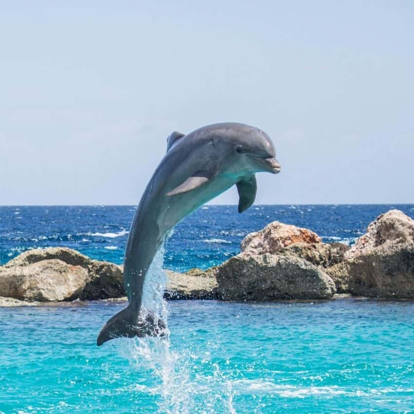 dauphin qui saute