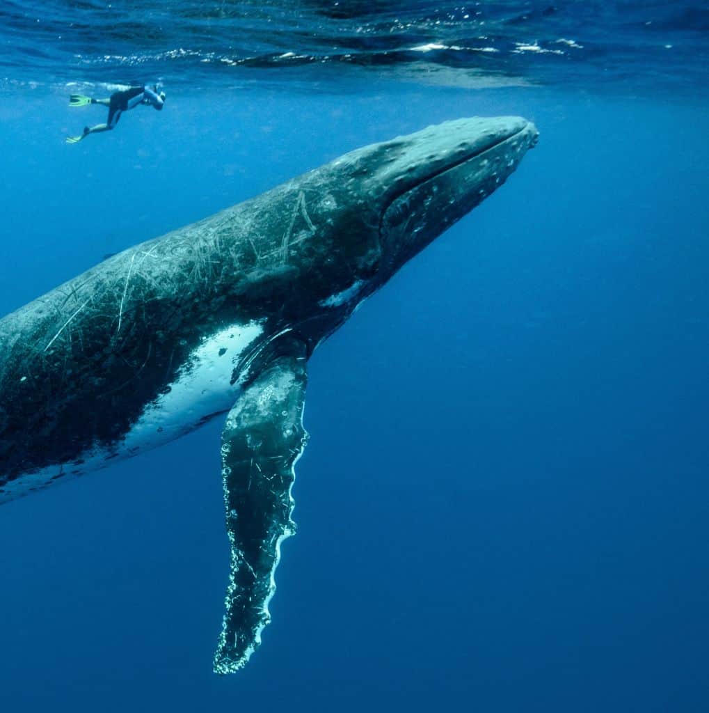 nager avec les baleines voyage écoresponsable