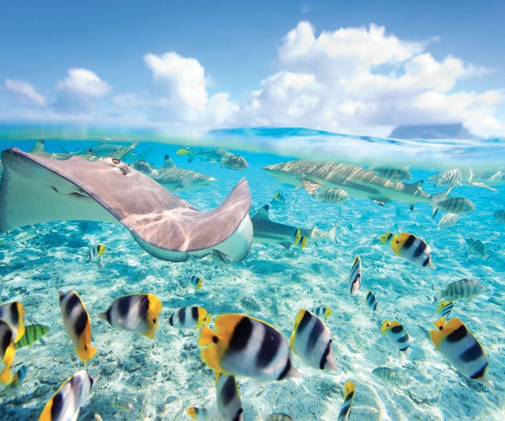 Nager avec les raies en Polynésie