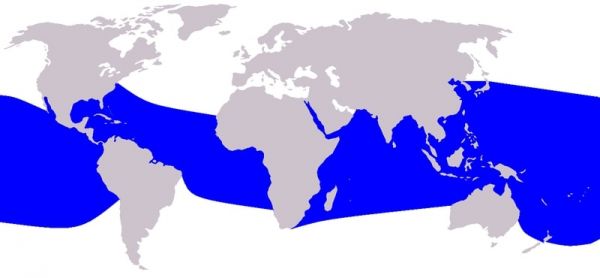 répartition dauphin long bec