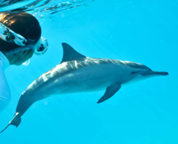 Nager avec les dauphins sauvages aux Bahamas