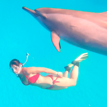 Nager avec les dauphins sauvages en Mer Rouge, en Egypte