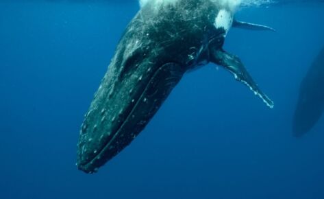 Voyage de nage avec baleines et dauphins à la Réunion