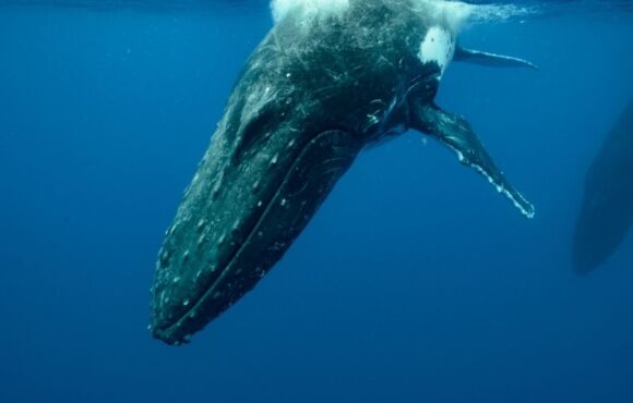 Voyage de nage avec baleines et dauphins à la Réunion
