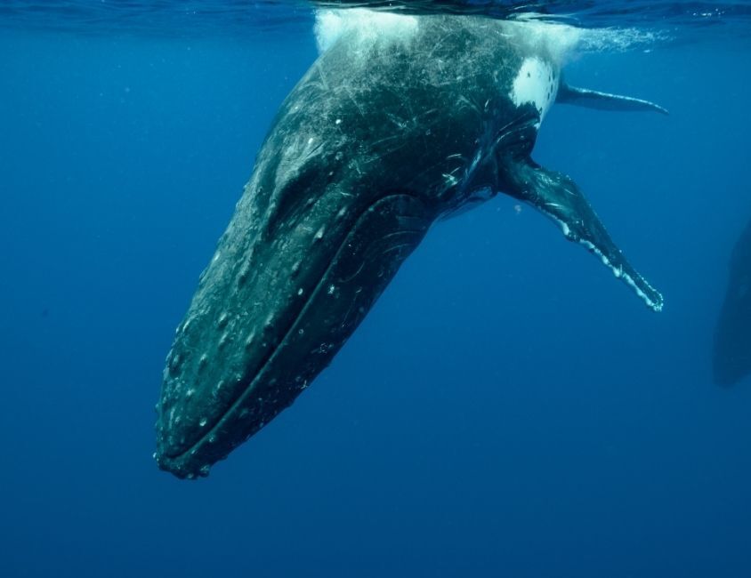 Voyage de nage avec baleines et dauphins à la Réunion