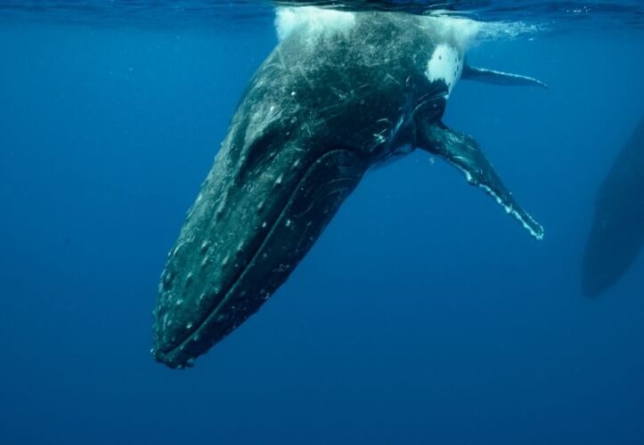 Voyage de nage avec baleines et dauphins à la Réunion