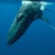 nager avec les baleines Silver Bank