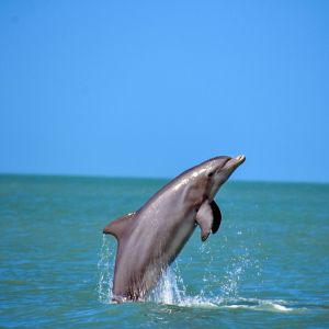 Guadeloupe voir des dauphins