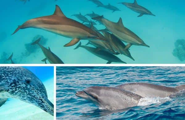 Photo des espèces de dauphins de la Réunion