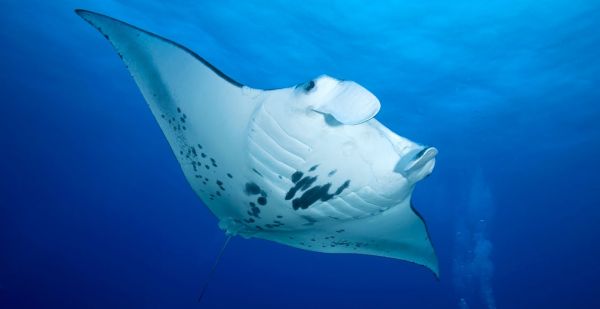 nager avec les raies mantas en polynésie