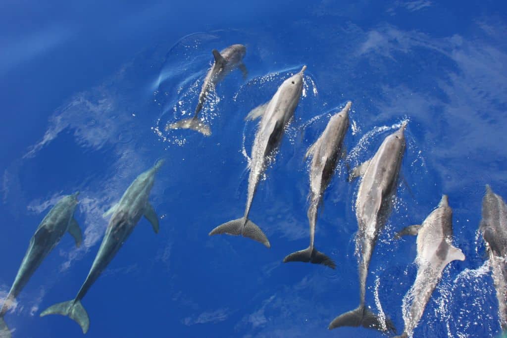 nager dauphins voyage Dolphinesse