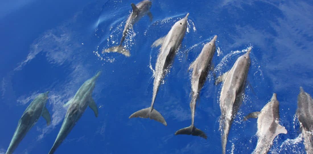 nager dauphins voyage Dolphinesse
