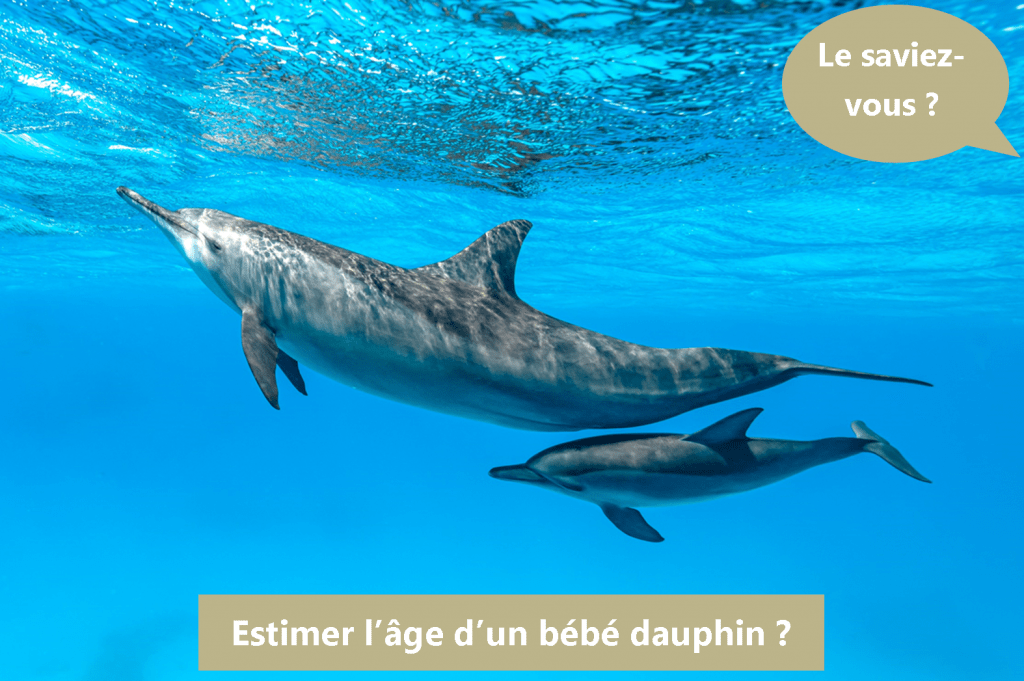 nager dauphin dolphinesse