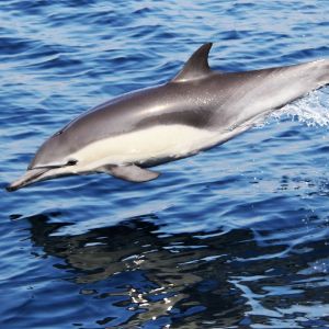 Guadeloupe nager avec des dauphins