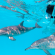 nage avec les dauphins aux Bahamas séjour écoresponsable