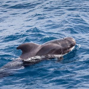 Corse voir des dauphins