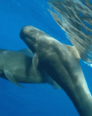 nager dauphins Martinique en mer