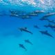 nager avec les dauphins aux Bahamas voyages écoresponsable
