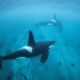 Nager avec les orques en Norvège Expédition Arctique