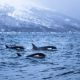 Nager avec les orques en Norvège