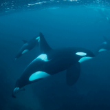 Nager avec les orques voyage Dolphinesse norvege