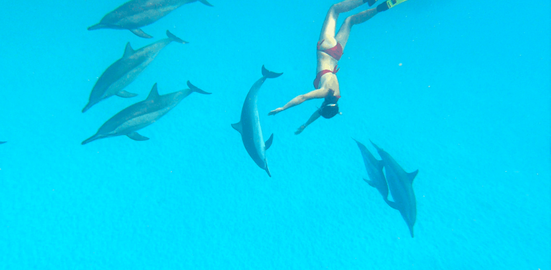 Nager avec les dauphins