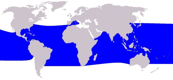 répartition orque pygmée