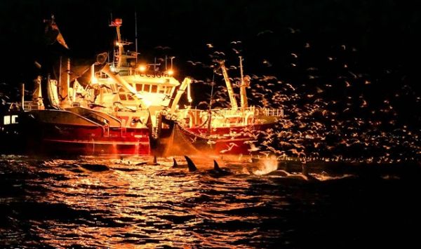 Les orques en Norvège - les orques autour des chalutiers de pêche