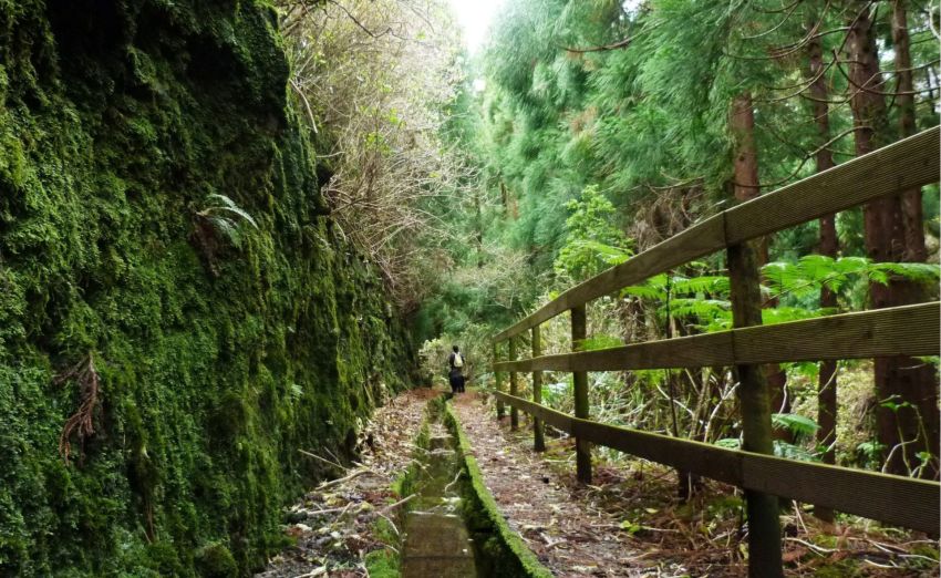 Exploration forêts primaires Açores