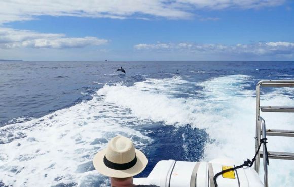 Escapade bien-être & dauphins sauvages en Bretagne