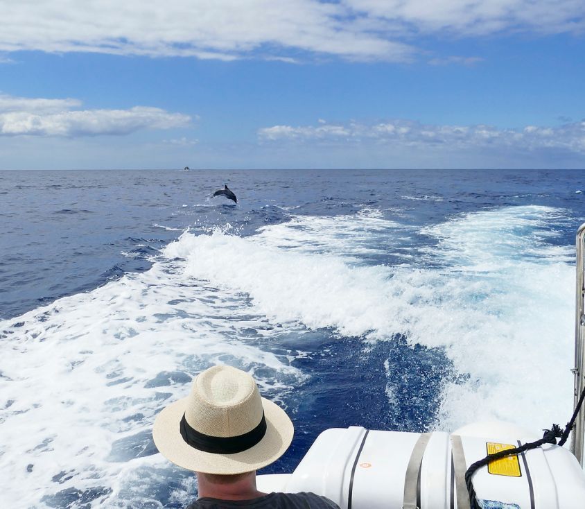 Escapade bien-être & dauphins sauvages en Bretagne