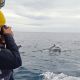sortie en mer dauphins Açores observation de dauphins