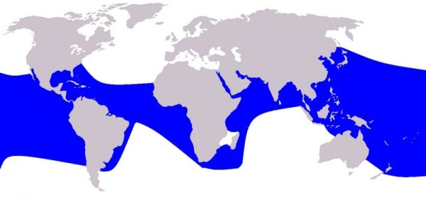 répartition dauphin tachete pantropical