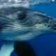 nager avec les baleines voyage Tahiti Moorea