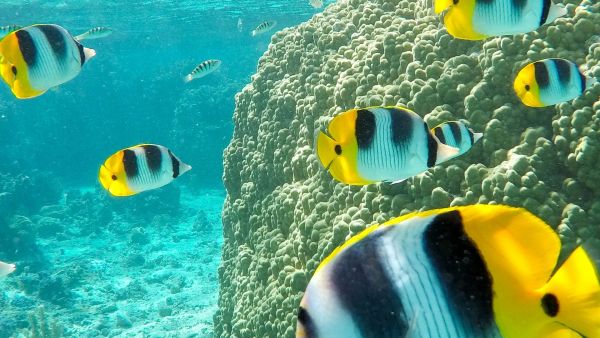voyage Tahiti Moorea - snorkeling poissons