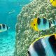voyage Tahiti Moorea - snorkeling poissons