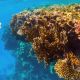 voyage dolphinesse snorkeling corail